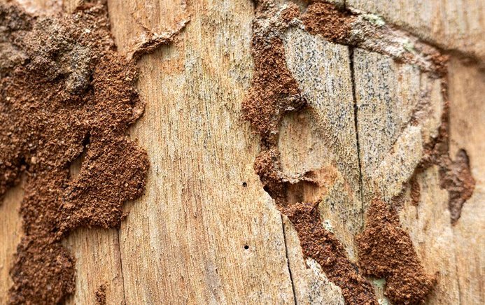 Termite mud tubes running across weathered timber
