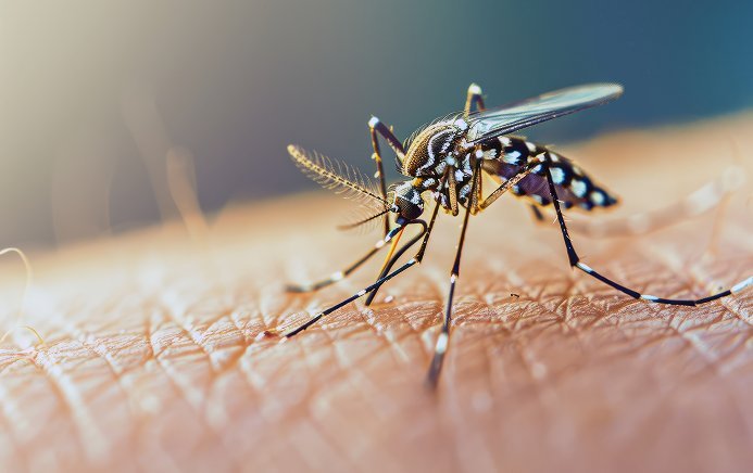 A mosquito feeding on human skin