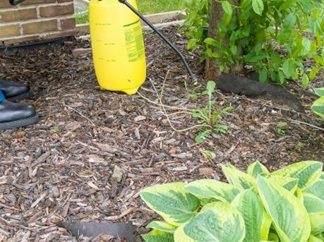 Treating a mulched garden bed beside a brick wall