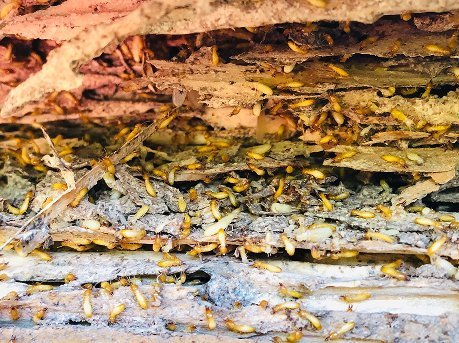 Termites exposed inside layered, hollowed-out wood