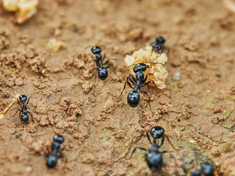 Black ants carrying bait across bare soil