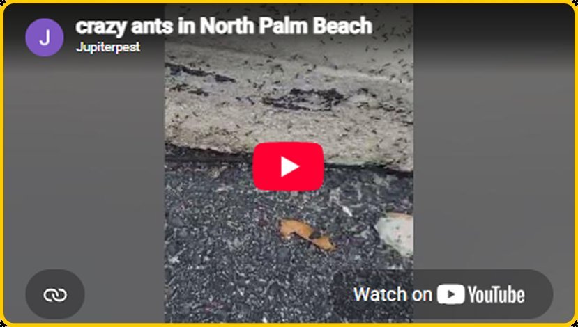 Still from the crazy ants in North Palm Beach video