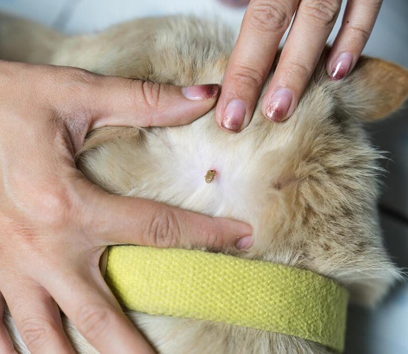 Hands parting a cat's fur to reveal an attached tick