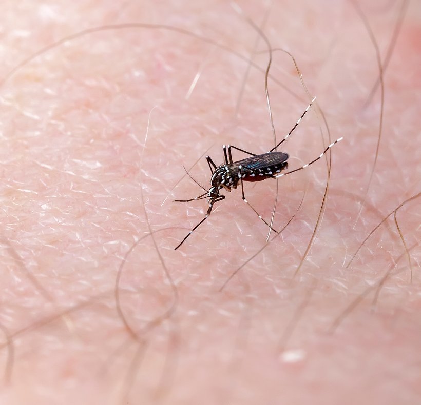 A mosquito feeding on human skin