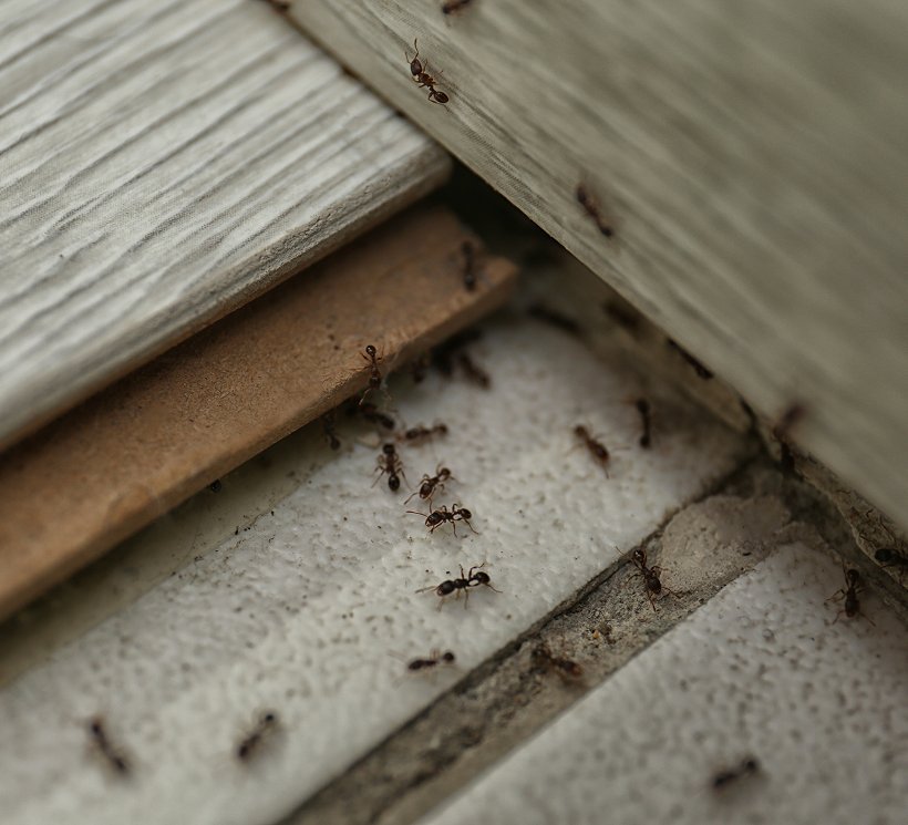 Ants crossing weathered decking boards