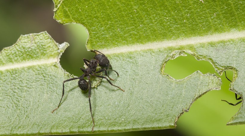 An ant on a chewed green leaf