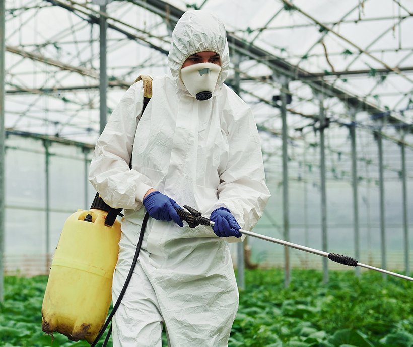 A technician in protective coveralls spraying plants inside a greenhouse