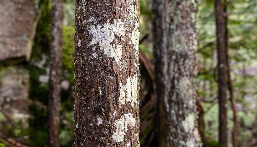 Pine trunks in a stand of forest