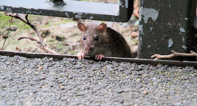 A rat emerging from a gap beside a kerb