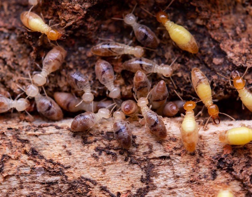 A group of subterranean termites on damp wood
