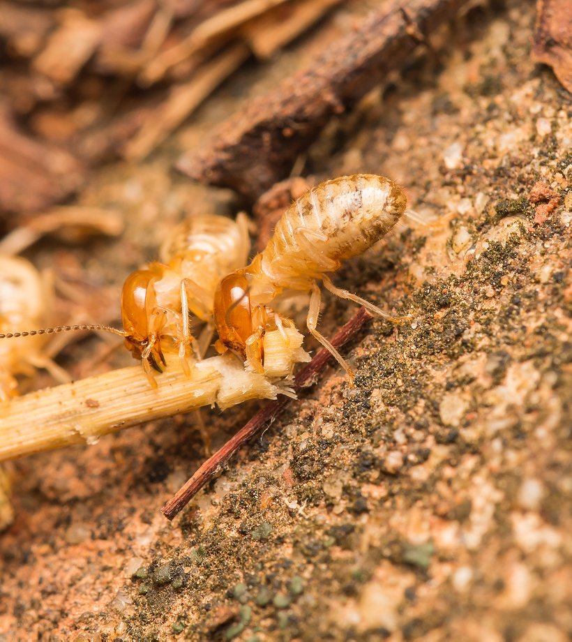 Two termites carrying a splinter of wood across sandy soil
