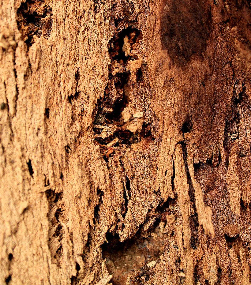 Termite-hollowed wood grain in close-up