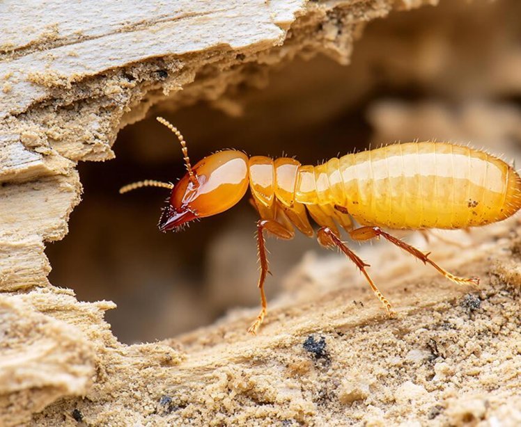 A termite emerging from a gallery in split timber